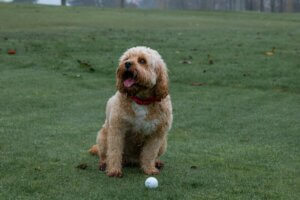 Small dog sitting calmly with a ball during a training session.