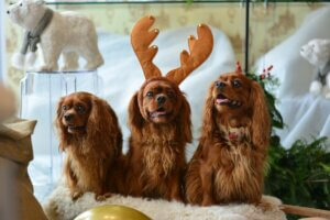 Three dogs wearing reindeer antlers during Christmas celebrations at home.