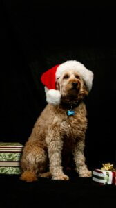 cockerpoo in Christmas hat