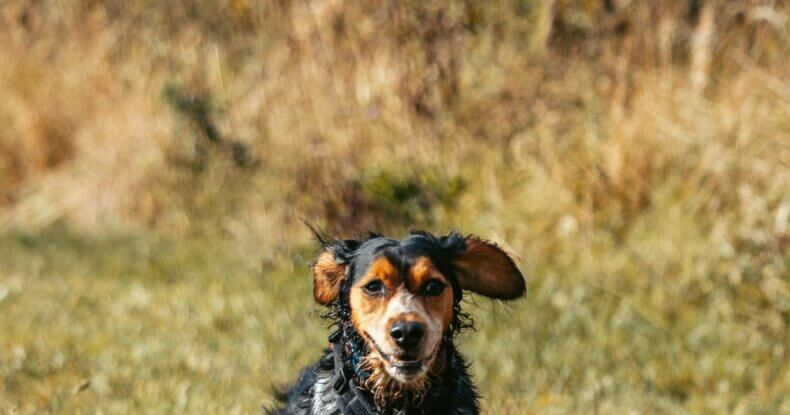 Spaniel running towards and focused on their owner during a walk, supporting dog recall training after Christmas.
