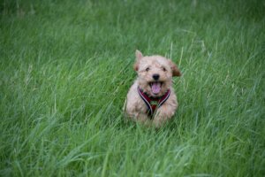 Doodle dog walking through long grass and returning to handler during recall work.
