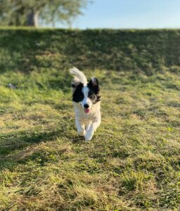 spaniel cross responding to recall cue in a grassy field.