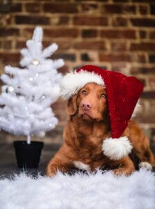 Dog wearing a Santa hat next to a Christmas tree, staying settled indoors.