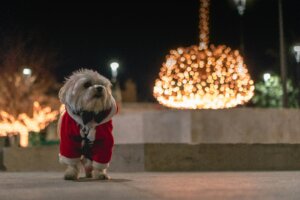 Small dog staying settled while outdoors beside Christmas lights.