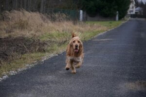 Cocker Spaniel practising recall on a countryside walk.