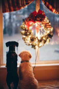Dog resting peacefully near a Christmas tree, helping illustrate keeping your dog calm at Christmas.