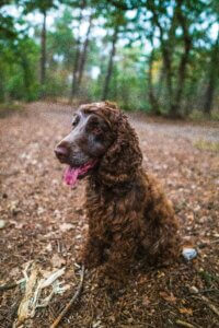 Spaniel sitting calmly in woodland during an off-lead walk.