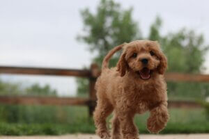 Young Cockapoo running back to owner during recall training in a field.