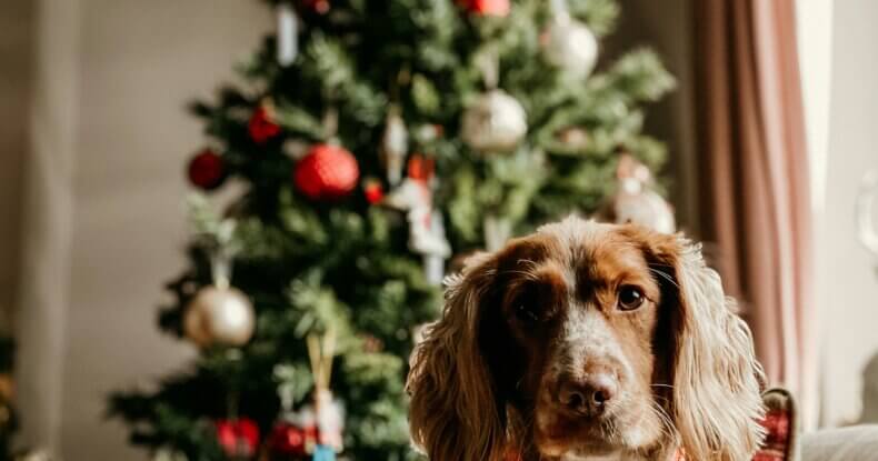 Dog resting calmly at home during Christmas week, supporting Christmas Week Survival for Dogs.
