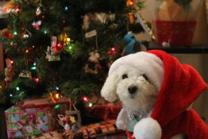 doodle sat in front of the Christmas tree