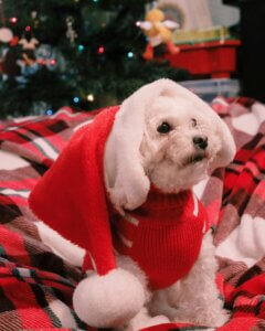 Dog resting calmly at home during Christmas week, supporting Christmas Week Survival for Dogs.