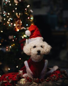 Dog sitting calmly near a decorated Christmas tree, demonstrating festive calmness at home.