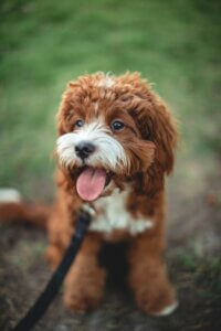 Cockapoo looking relaxed and engaged while out on a walk.