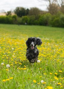 Spaniel running towards owner during recall training outside.