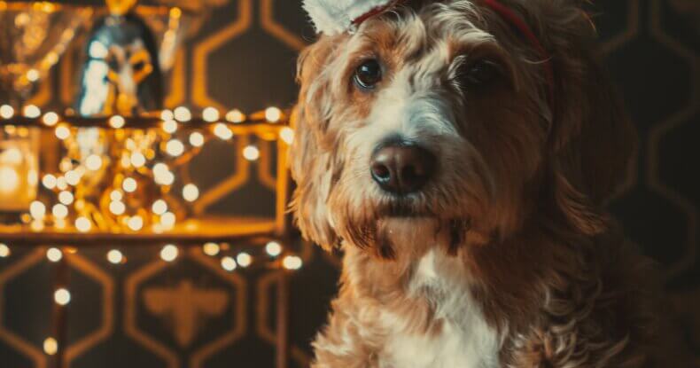 dog posing in front of Christmas tree lights