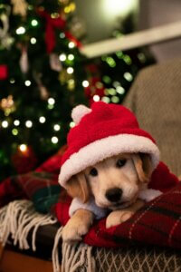 Puppy resting on a blanket in a Santa hat during Christmas week.