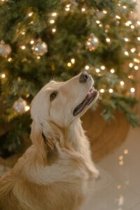 Dog calmly watching Christmas lights indoors during the festive season.