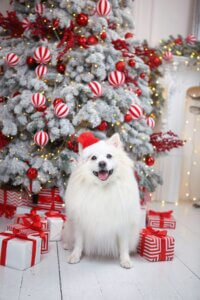 white dog sat in front of Christmas tree