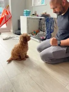 owner helping puppy build focus and confidence