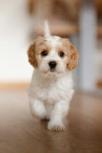 doodle puppy developing focus through play