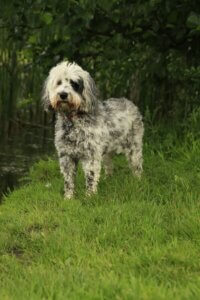dog recall for doodles