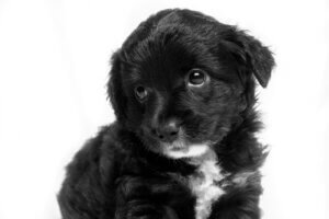 building puppy focus through relationship and engagement
