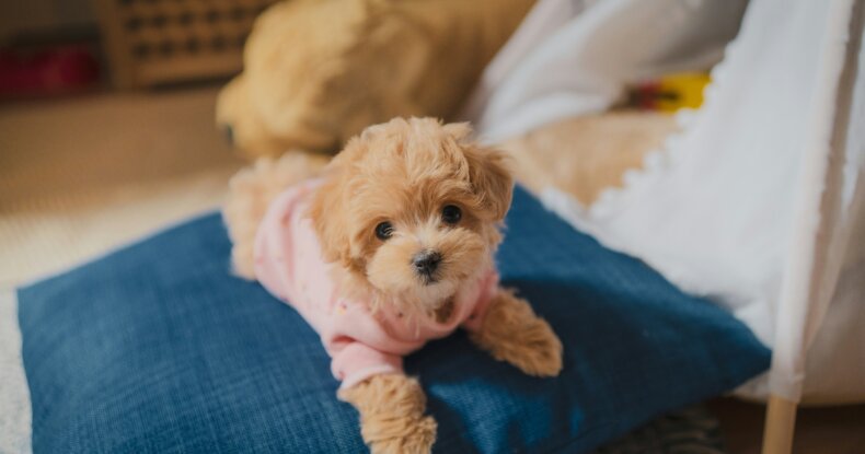 developing puppy focus without pressure