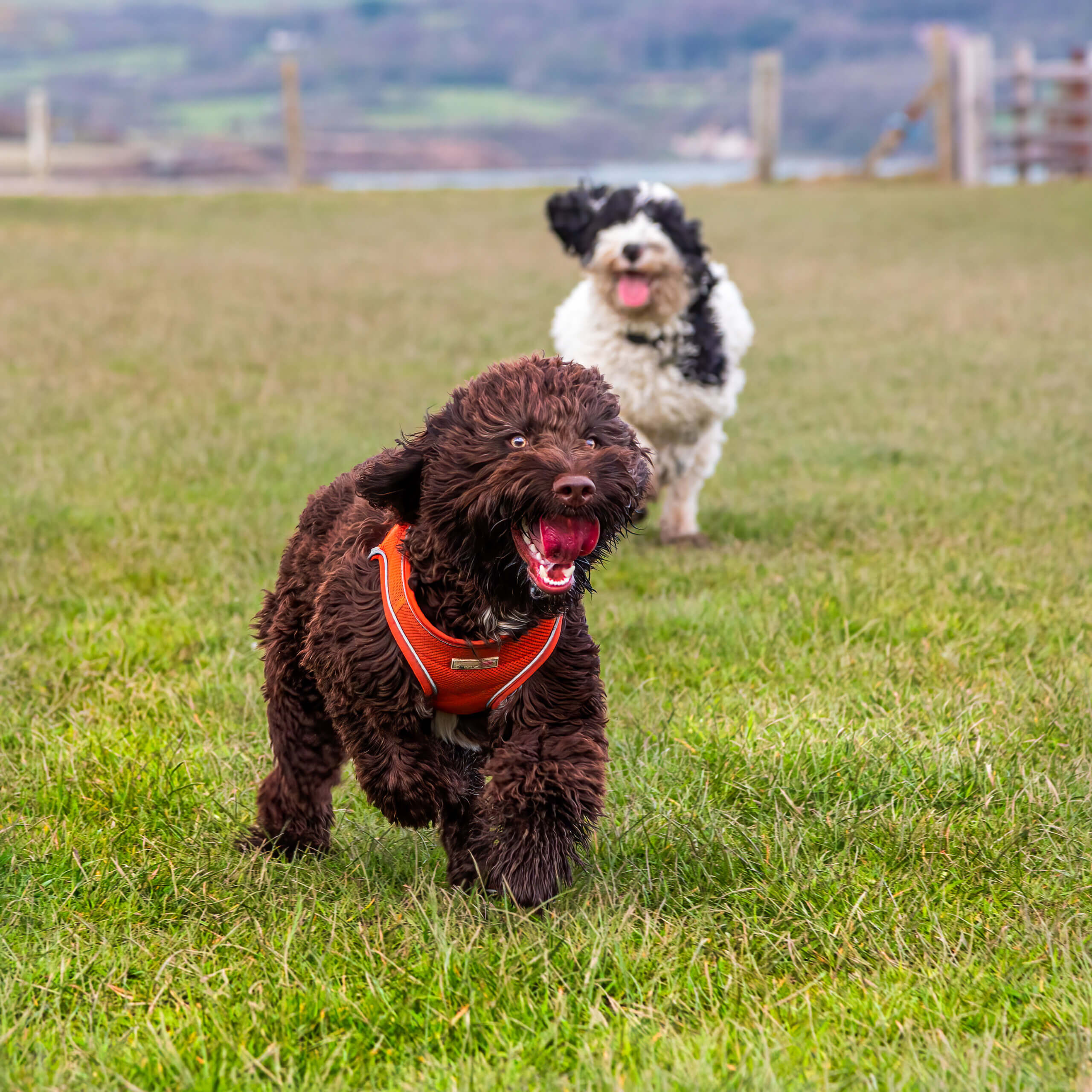 Dogs running back to owner during recall training on a walk