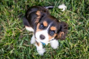 spaniel puppy learning focus