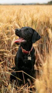 Labrador focussing in a field