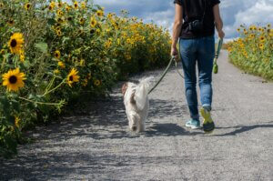 dog calmly walking past each other during training for overexcitement around other dogs