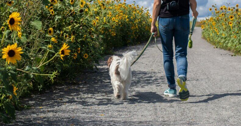 Dog walking calmly beside owner after learning to focus and check in during walks.