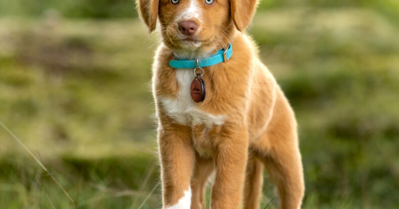 building puppy focus through distance and engagement