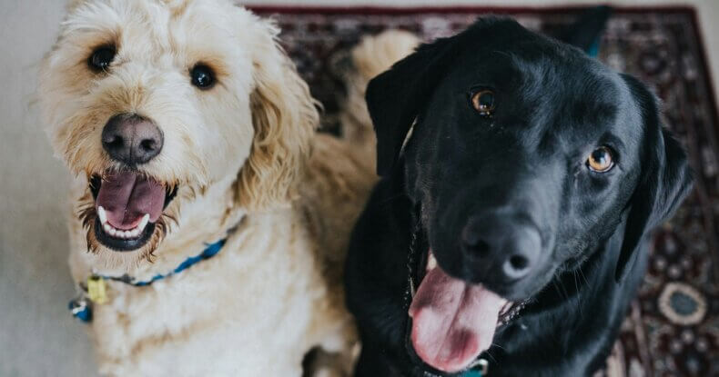 your dog listens at home but not outside