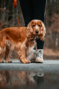 spaniel distracted by scent on lead