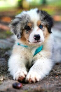 puppy struggles to focus on a walk