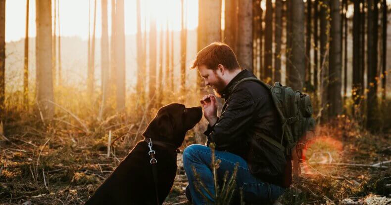Dog checking in with owner instead of reacting to other dogs on a walk