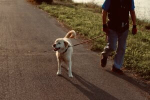 Dog walking ahead on lead while owner tries to get their attention during a training walk.