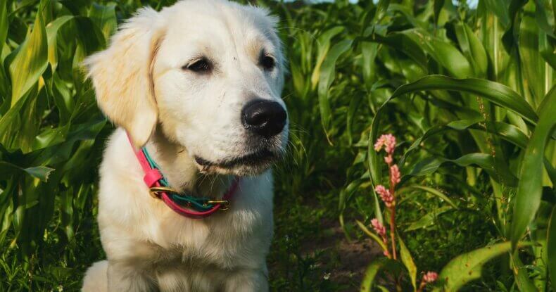 Dog checking in with their owner while walking off lead in a field environment.