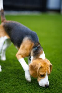 Dog ignoring recall cue while sniffing during off lead walk