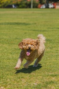Dog running back to owner during recall training on a walk