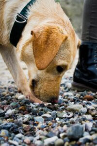 Dog Doesn't Pay Attention on Walks and sniffing the ground instead of checking in with their owner.