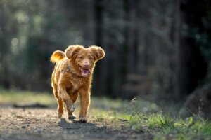 Dog focusing on owner during recall training session