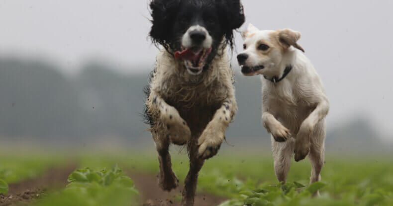Dog comes back when he wants during recall training session