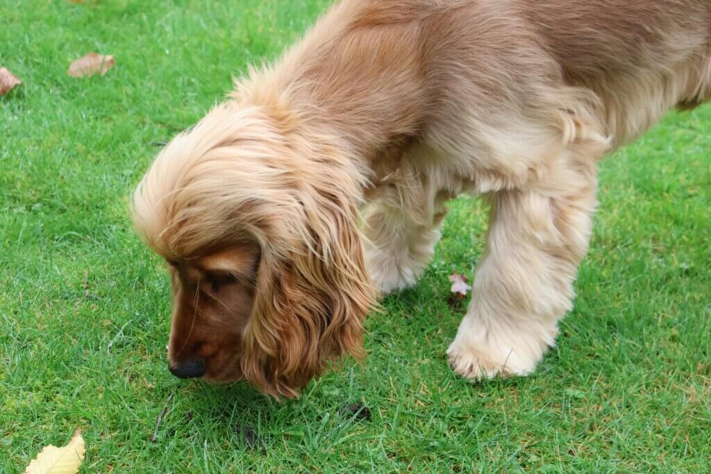Spaniel with nose down distracted by scent during recall training