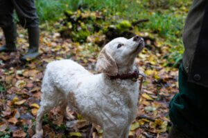 Dog checking in with owner during recall training outdoors
