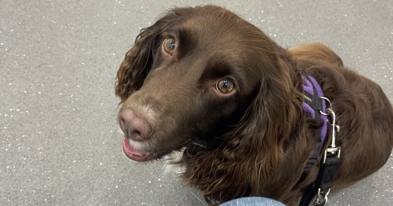 Envy at the vets waiting to go in for her stem cell therapy for dogs