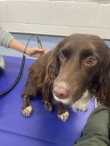 Physiotherapy session helping a Envy with arthritis and hip dysplasia