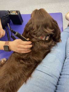 Red light therapy session with Becky helping a Envy with arthritis and hip dysplasia