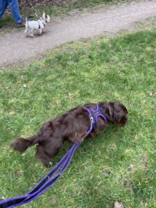 Dog walking during rehabilitation for hip dysplasia